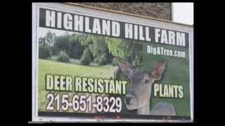 Deer Resistant Cypress Trees NJ Craigslist Add