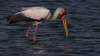 Yellow billed Stock, Chobe River Oct 2023