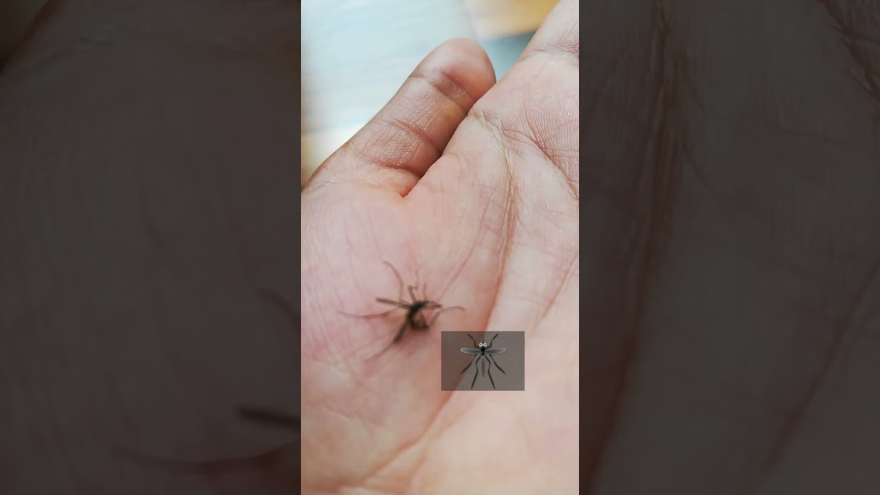 Mosquitoe#death#viral #utubeshorts dead mosquito🦟🦟🦟🦟