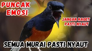 Download Lagu PANCINGAN MURAI BATU GACOR BIKIN EMOSI PAGI SORE, murai batu APAPUN SEKALI DENGAR LANGSUNG nyaut MP3 Download Lagu PANCINGAN MURAI BATU GACOR BIKIN EMOSI PAGI SORE, murai batu APAPUN SEKALI DENGAR LANGSUNG nyaut MP3