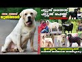 LABRADOR SULTHAN ||ലാബ്രഡോറുകൾ ഭീകര ഹെഡും സൈസും ഉള്ളവർ മാത്രം |Labradors with huge head & body size.