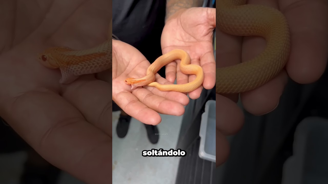 ¿Por qué las serpientes bebé son más peligrosas que las adultas?