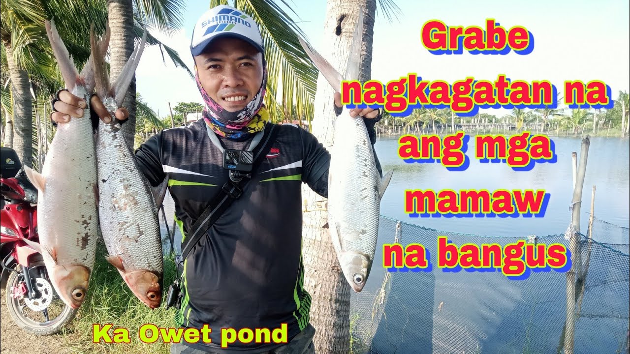 Nag kagatan na ang mga malalaking bangus sa pond na to (@jenrobstv /#kaOwetpond