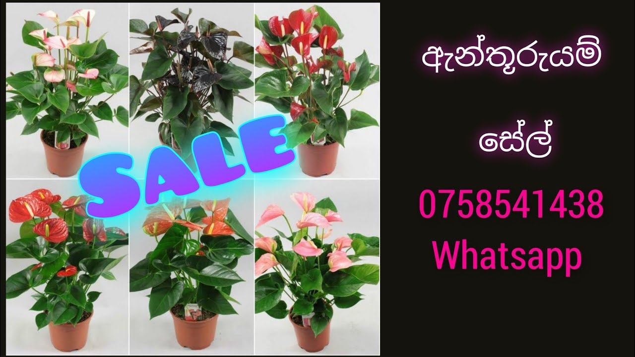 ඇන්තූරියම් සේල්...💗💗 #anthurium #plants #garden #gardening 