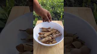Tarmarind with village style 🤤#tarmarind #tatul #tangypickle #villagelife