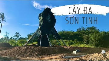 CÂY ĐA SƠN TỊNH XƯA VÀ NAY ĐỘC LẠ MIỀN TRUNG