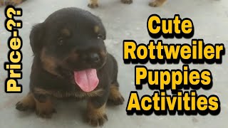 Newly Born Rottweiler Puppy | Contact For Booking | Pandit Vlog Point