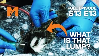 Jenny the Marmoset Comes in Injured | Season 13 Episode 13 | Full Episode | Monkey Life