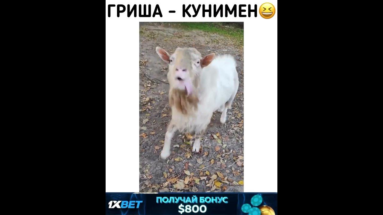 Гриша кунимен - YouTube