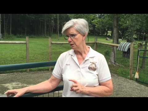 Come nutrire un alpaca da Alicia Rocco, N D Alpaca Spring Valley Farm