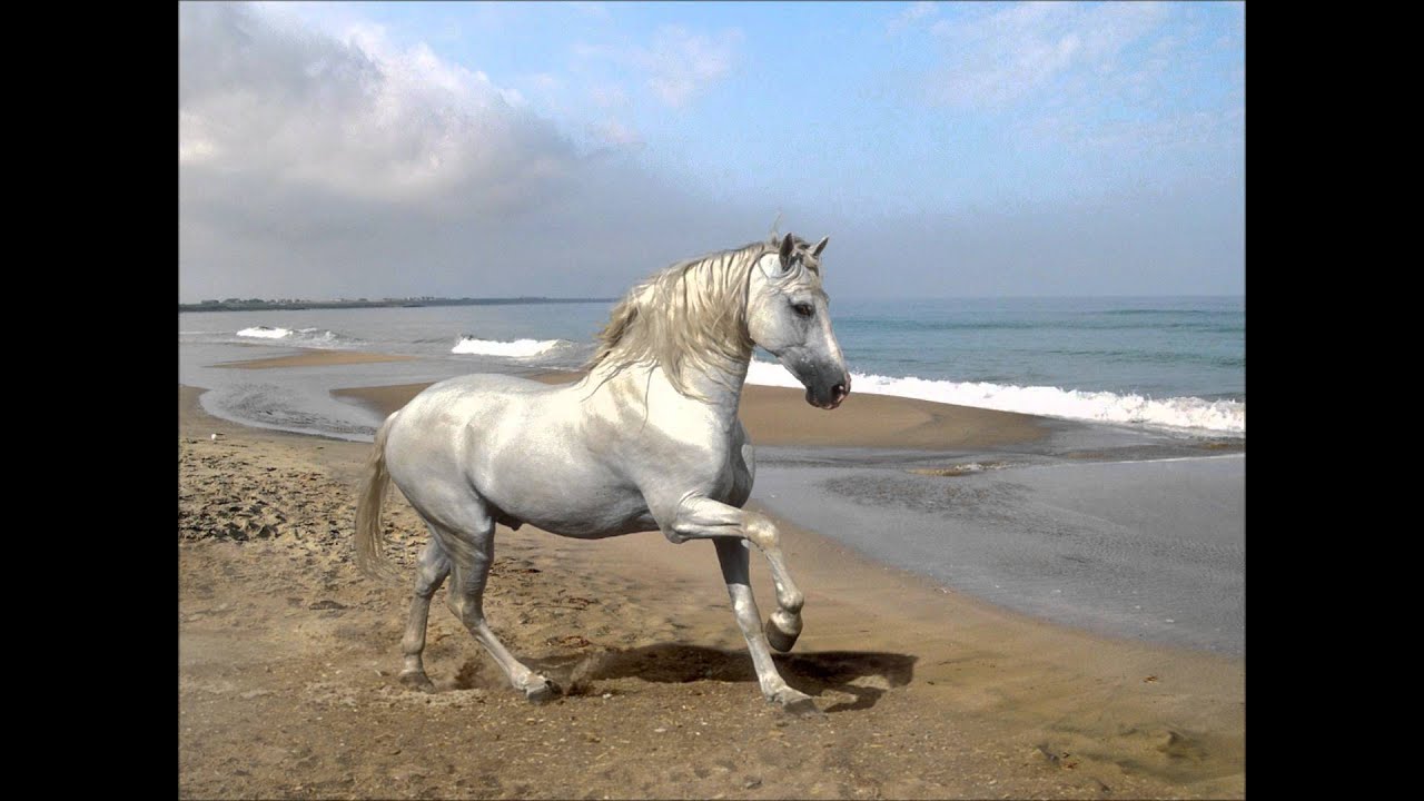 ⁣شجاعة خالد بن الوليد (علي بن عبدالخالق القرني)