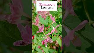 Жимолость в цвете (лат. Lonícera).💐 #flowerworld #цветы #flowers #многолетники