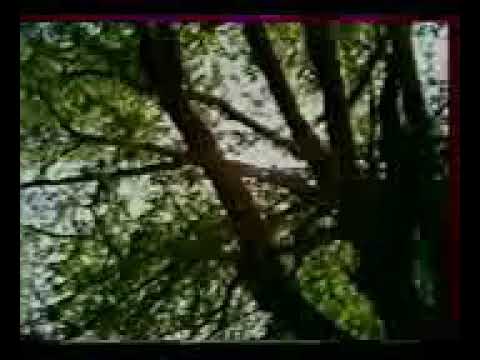 حميد منصور نادية التسجيل الاصلي  