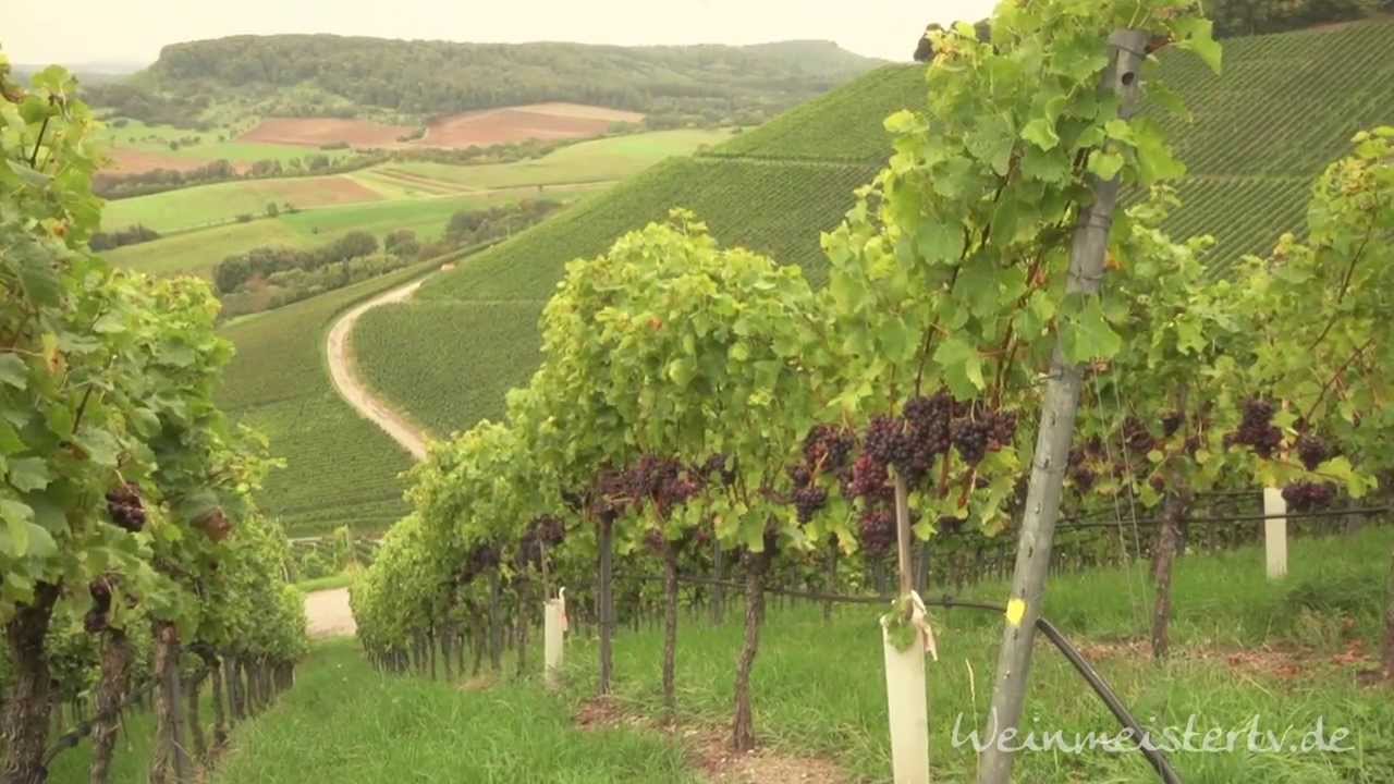 Weingärtner Horrheim-Gündelbach e.G. - Imagefilm (kurz)