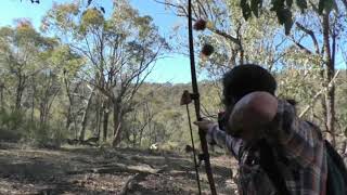 Traditional bowhunting nanny goats