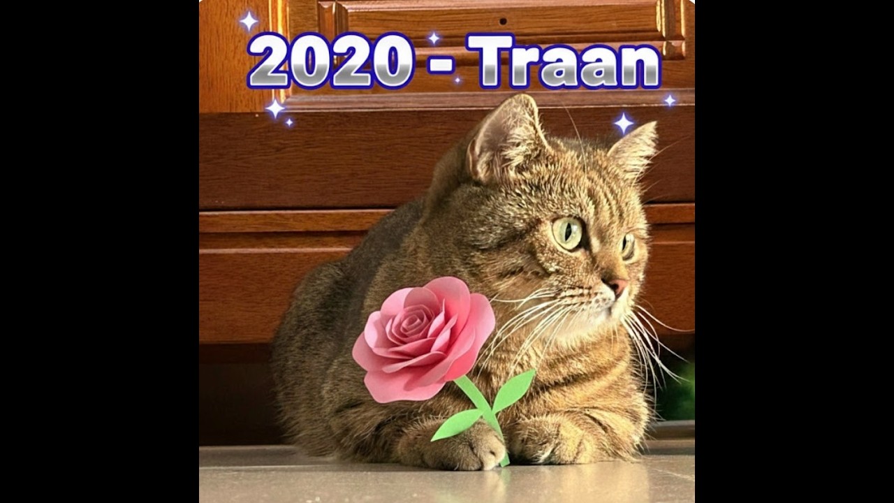 Cover for 2020 - Traan (Official Audio)