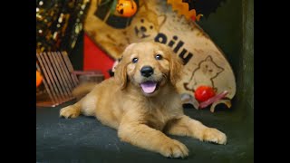 Chó Gâu Đần (Golden Retriever) vàng thuần chủng | Chomeocanh.com