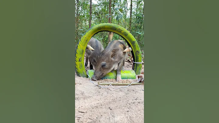 Amazing Quick Powerful Wild Pig Trap Make Using Tires #shortvideo