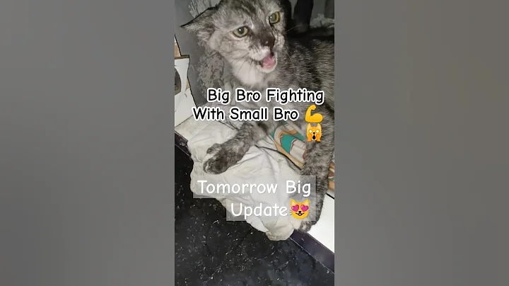 Video 5890351: siamese cat british shorthair, british shorthair cat coon, british shorthair persian cat, maine coon british shorthair, british shorthair sphynx, siamese cat lover, siamese cat food, cats catlover kitten, fight big