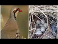 Адамдан коркпогон жапайы кекиликтер. #Kekilik #MountainQuail #RockyMounatinQuail #Wild #Nature