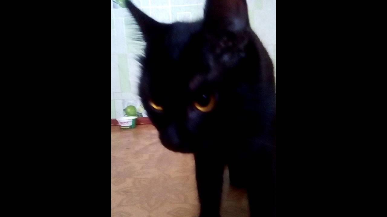 Кот рвотный рефлекс. Рвотный рефлекс у кошки на хлеб. Видео как у кота рвотный рефлекс.