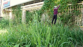 The Mystery Inside The House The Sidewalk Is Overgrown With Grass Encroaching On The Walking Path