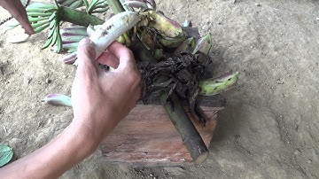 [Video 1] Xắt nhỏ chuối hột rừng