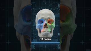 Facial Bones💯 Toal 14 bones in face. #exammaster #usashorts #bones #anatomy #studyfacts #clearexam