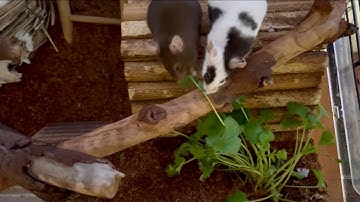 Setting up a natural mouse enclosure with things from nature