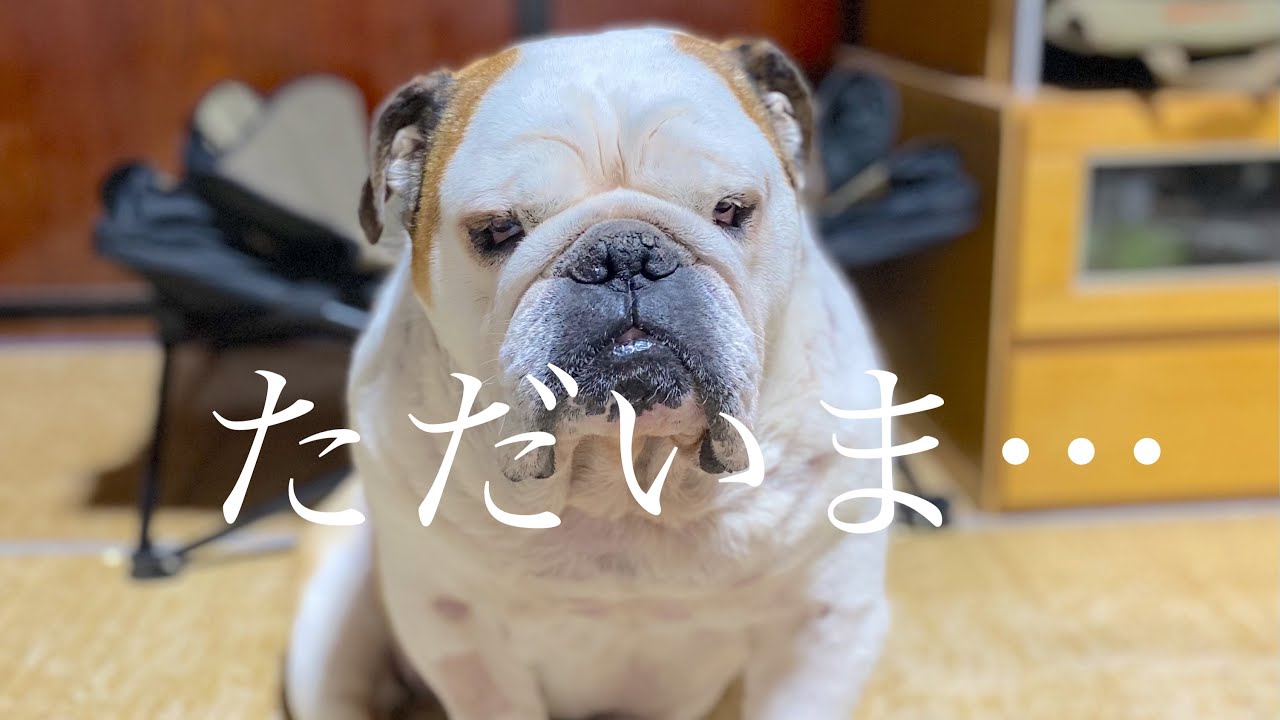 手術を終えて、まめが帰って来ました。