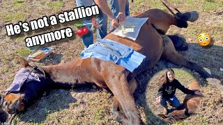 He&#39;s NOT A STALLION Anymore!| Journey&#39;s Journey