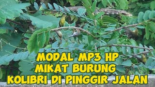 Pikat Kolibri Kelapa di pinggir jalan menggunakan HP