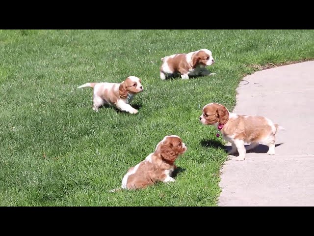 Adrian video thumbnail