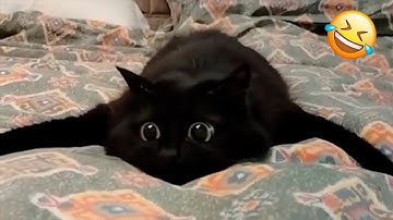 You Laugh You Lose 😹 Funniest Cats and Dogs 2025😂 Part 4