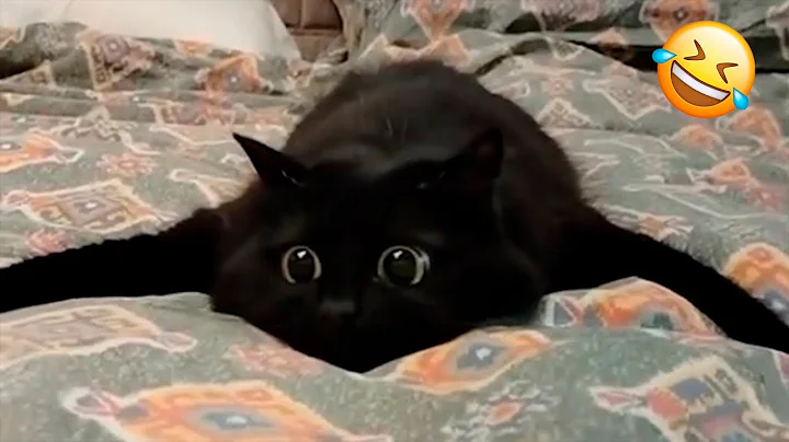 You Laugh You Lose 😹 Funniest Cats and Dogs 2025😂 Part 4