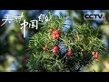 《美丽中国自然》 秦岭的冬天即将到来 红豆杉的种子开始变红 享受着山谷中的阳光 云上秦岭系列 【CCTV纪录】