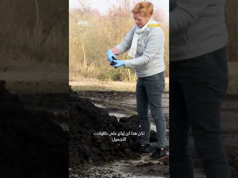 استخلاص الخث: رحلة من المستنقعات إلى مستحضرات التجميل