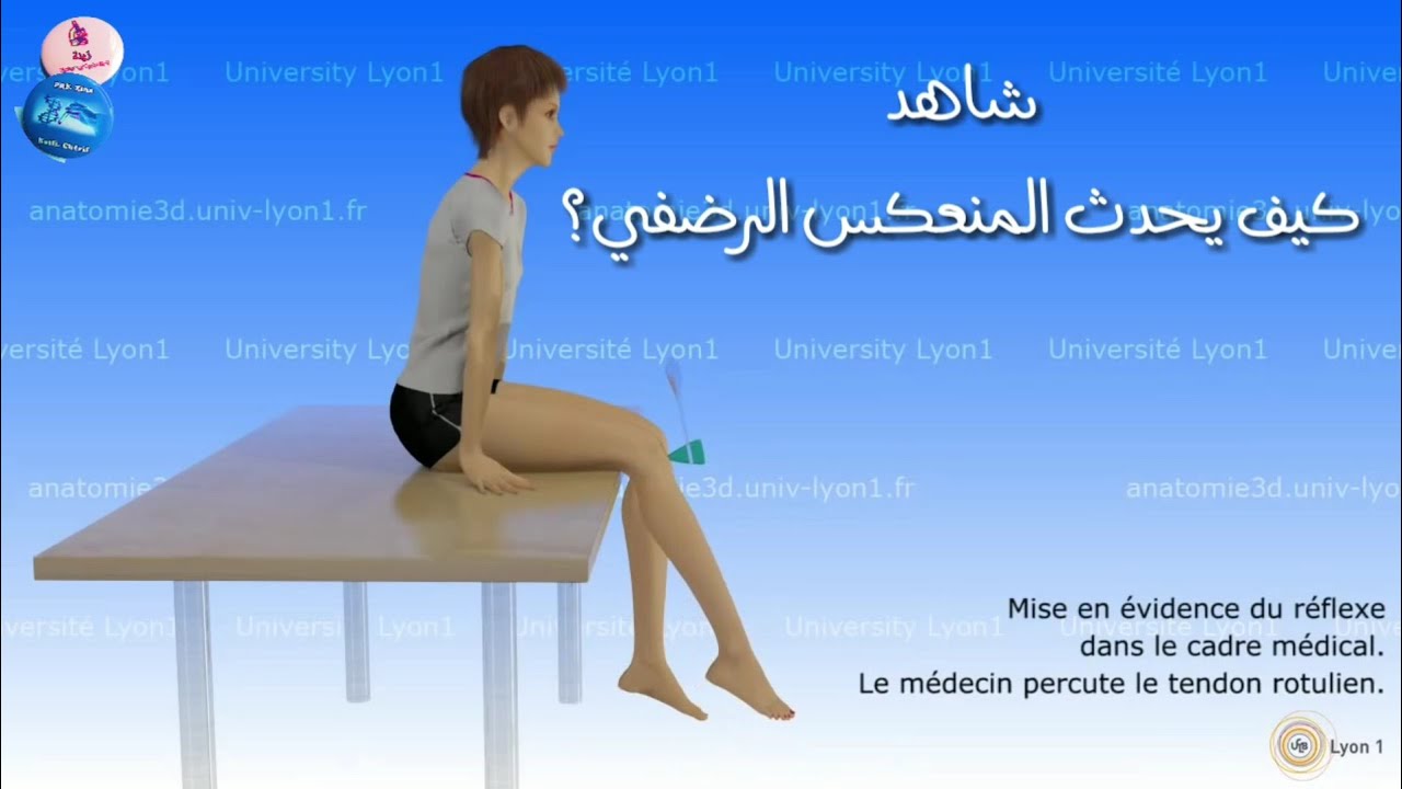 آلية حدوث المنعكس الرضفي / 2 علوم تجريبية