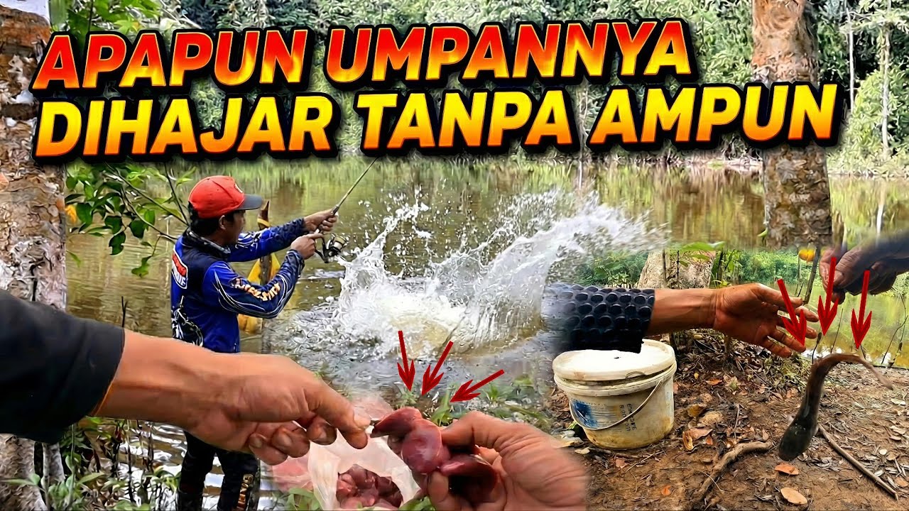 Toman Kelaparan.!!! umpan empuk dan hidup di sikat semua