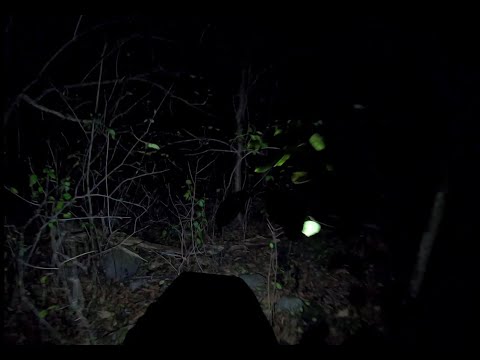 Relaxing walk in the forest at night (Not scary) ASMR