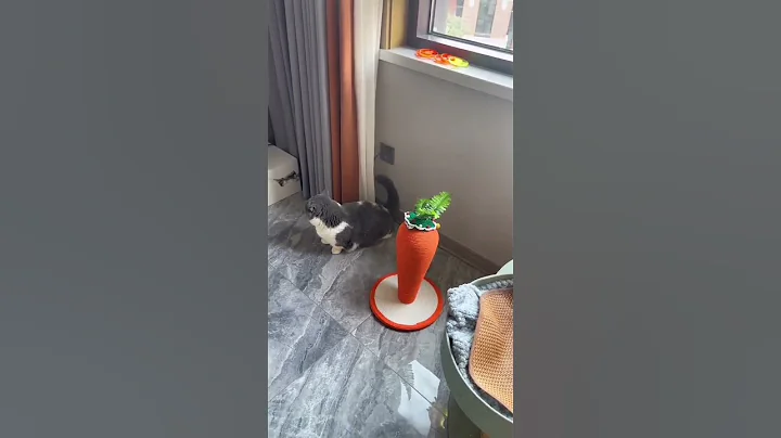 Video 11879661: laugh funny cat, pets