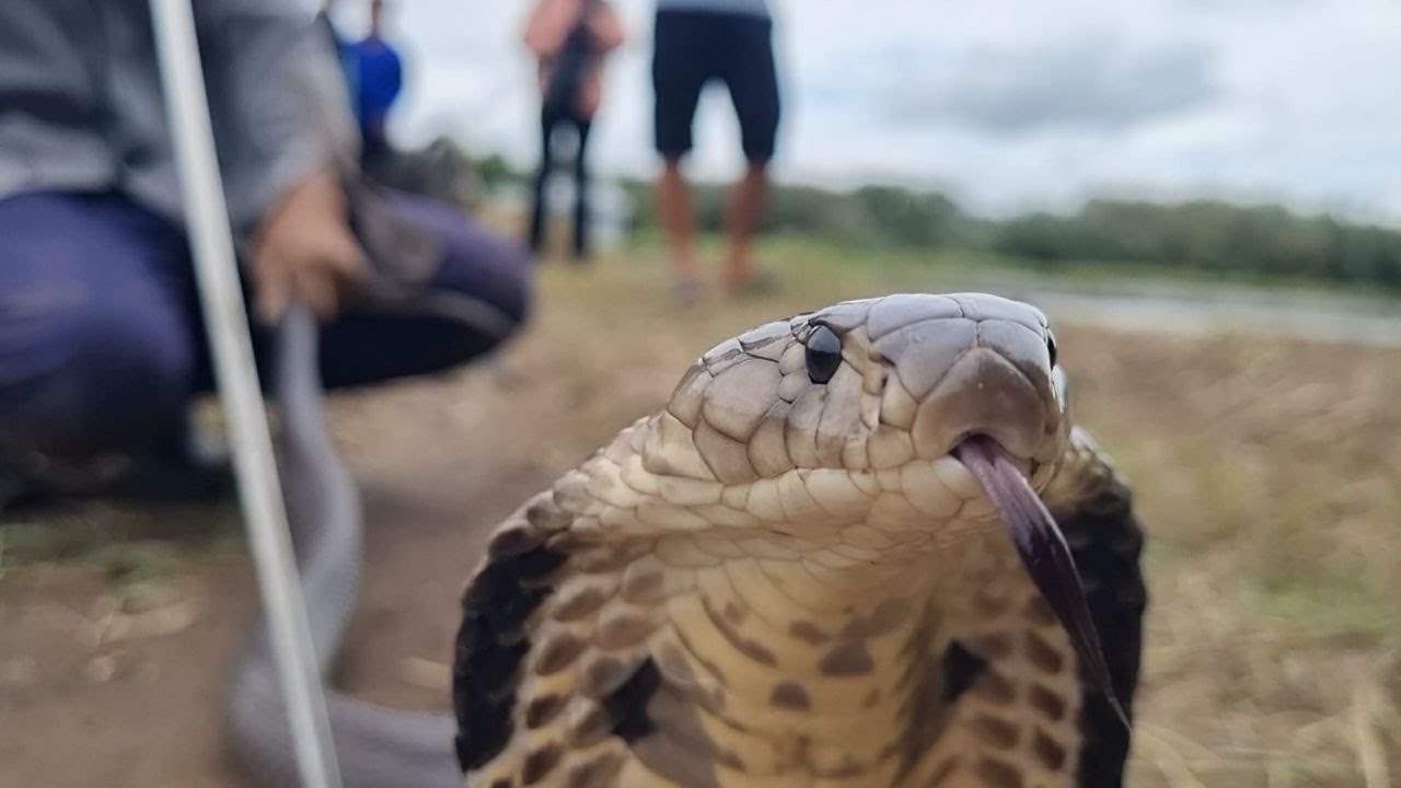 Nguy Hiểm: Biết Rắn Hổ Mang Ở Chung Nhà Rồi Dỡ Nhà Đi Luôn | Mười Thương SB_ Tập 86