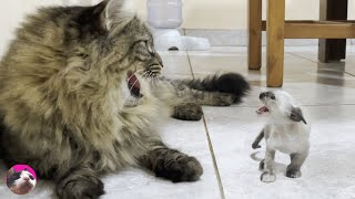 Mischievous tiny kittens were threatened by the Big Cat they met for the first time