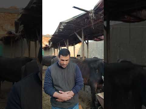 كيف نتعامل مع بقرة أو جاموسة مش عايزة تتحلب