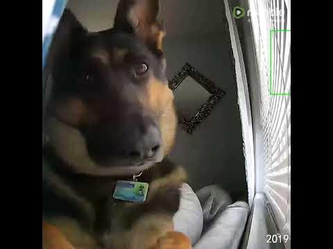 German Shepherd hilariously sets off home's security camera