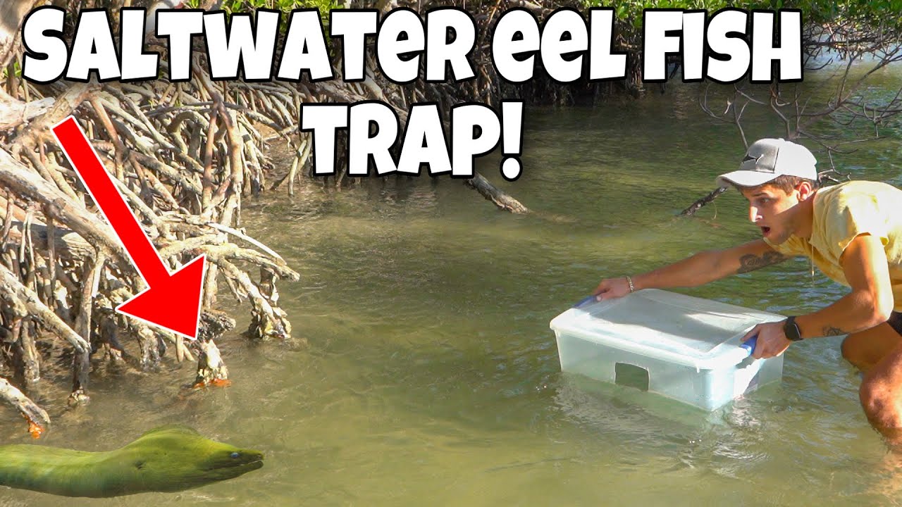 Mangrove FISH TRAP Catches HUGE EEL For My SALTWATER POND!! 