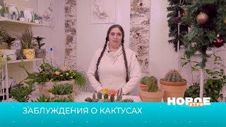 Заблуждения о кактусах