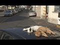 World heritage Cat trip,Day45-Amalfi(1) / 世界遺産 猫旅 45日目-アマルフィ(1)