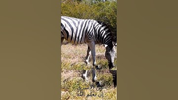 سورة الأنفال وكا.نك تسمعها لأو.ل مر.ة 🌼..💗💮؛،💟🧡💞🌸بصوت الشيخ حمزة مدبو.ح🏵️💟،🍃..❣️🌼؛.🌷🌺،؛🏵️
