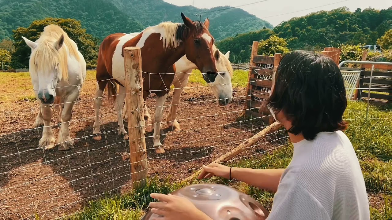 牧場で動物達にハンドパンを聴いてもらった